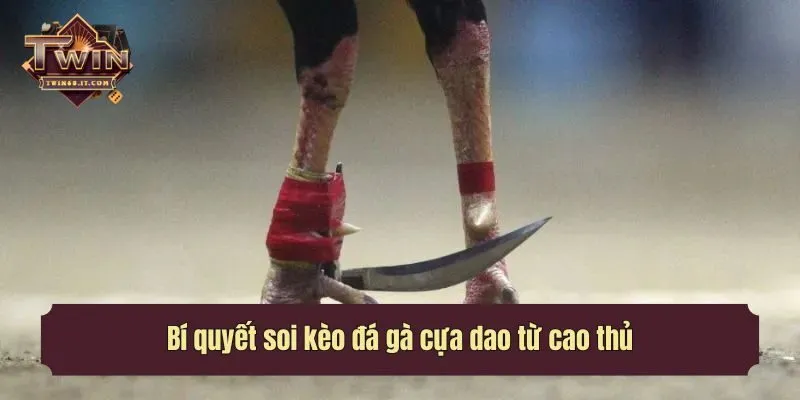 Bí quyết soi kèo đá gà cựa dao từ cao thủ