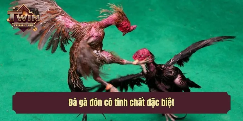 Đá gà đòn có tính chất đặc biệt