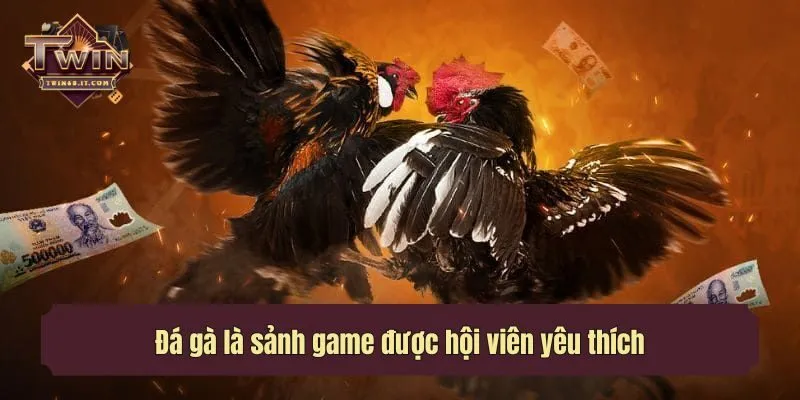 Đá gà là sảnh game được hội viên yêu thích