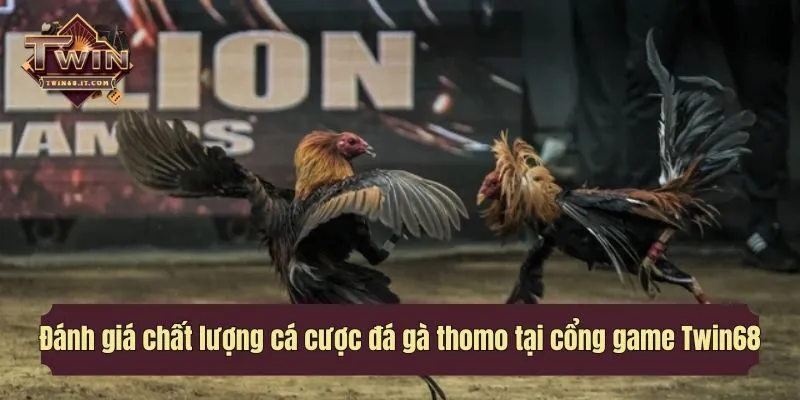 Đánh giá chất lượng cá cược đá gà thomo tại cổng game Twin68