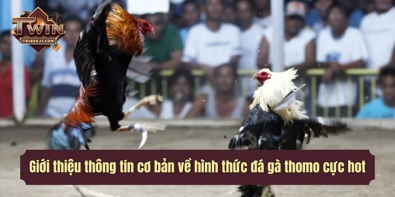 Giới thiệu thông tin cơ bản về hình thức đá gà thomo cực hot