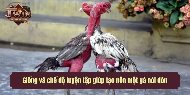 Giống và chế độ luyện tập giúp tạo nên một chiến kê thực thụ