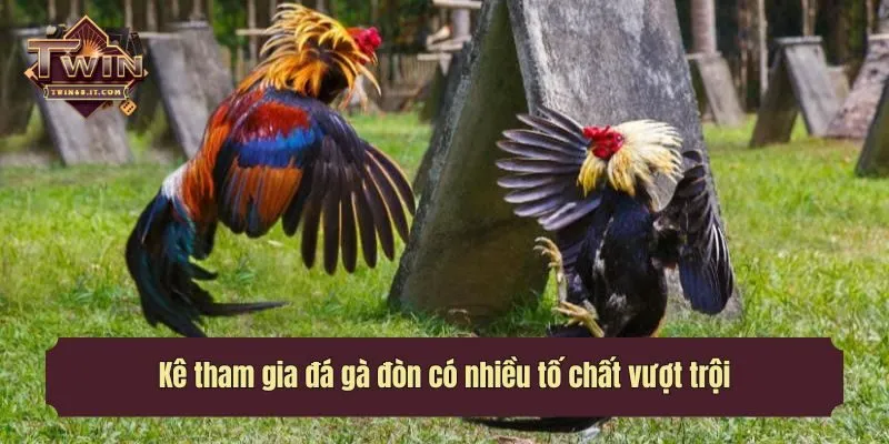Kê tham gia đá gà đòn có nhiều tố chất vượt trội
