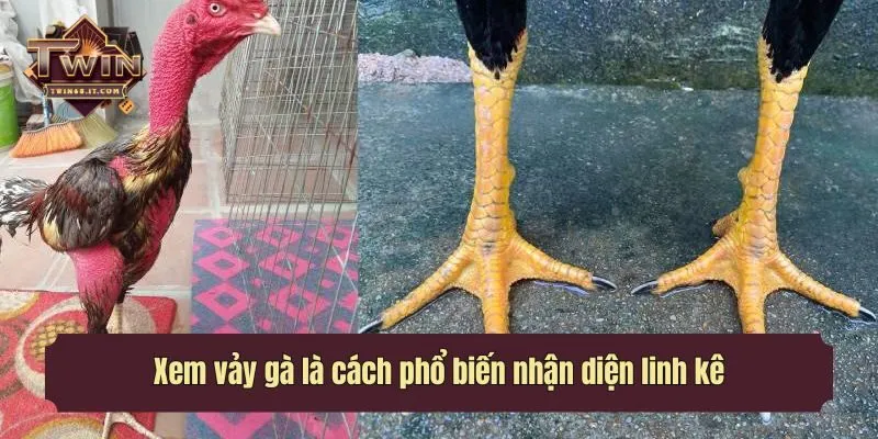 Xem vảy gà là cách phổ biến nhận diện linh kê